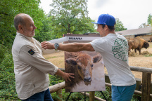Zoo Praha, Zubr