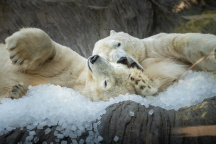 Zoo Praha, lední medvěd
