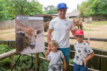Zoo Praha, Zubr