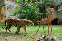 Zoo Praha, tygr sumaterský