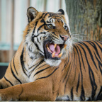 Zoo Praha, tygr sumaterský