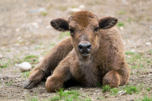 Zoo Praha, Zubr