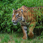 Zoo Praha, tygr sumaterský