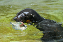 Zoo Praha, lachtan