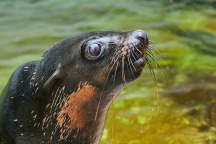 Zoo Praha, lachtan