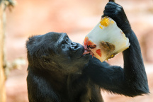 Zoo Praha