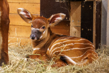 Zoo Praha, antilopa