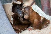 Zoo Praha, orangutan