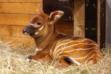 Zoo Praha, antilopa
