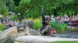 Zoo Praha, slon
