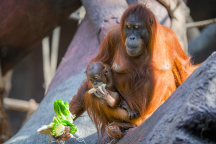 Zoo Praha, Orangutan