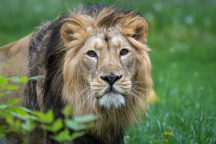 Zoo Praha, lev