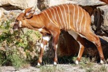 Zoo Praha, antilopa
