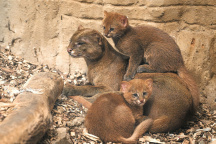 Zoo Praha