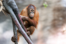 Zoo Praha, Orangutan