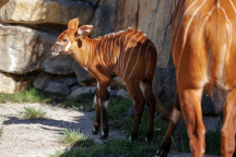 Zoo Praha, antilopa