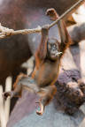 Zoo Praha, Orangutan