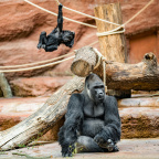 Zoo Praha, gorila
