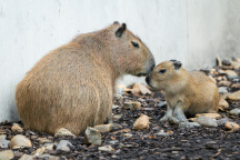 Zoo Praha, Kapybary