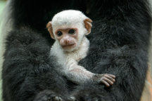 Zoo Praha, gueréza