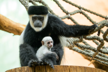 Zoo Praha, Gueréza pláštíková