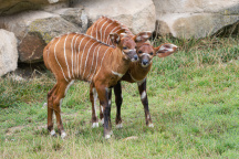 Zoo Praha