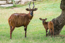 Zoo Praha