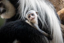 Zoo Praha, gueréza pláštíková