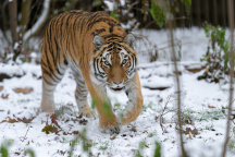 Zoo Praha, tygr