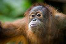 Zoo Praha, orangutan