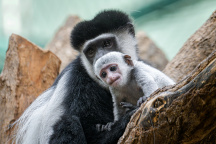 Zoo Praha, gueréza pláštíková