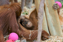 Zoo Praha, orangutan