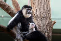 Zoo Praha, gueréza pláštíková