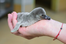 Zoo Praha, tučňák