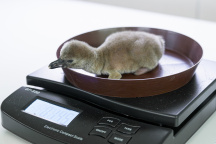 Zoo Praha, tučňák 