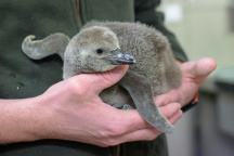 Zoo Praha, tučňák