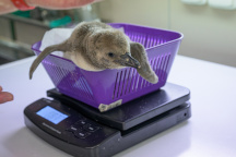 Zoo Praha, tučňák