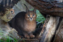 Zoo Praha, karakal