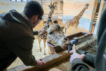 Zoo Praha, žirafa