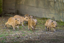 Zoo Praha, Kapybara