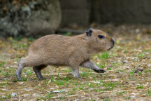 Zoo Praha, kapybara