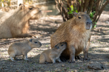 Zoo Praha, kapybara