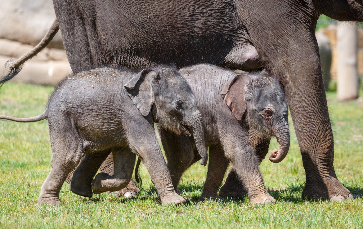 Tyhle fešandy nepřehlédnete! Patří k největším miláčkům pražské zoo