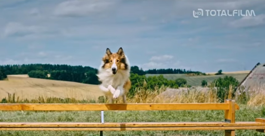 Statečná kolie Lassie se vrací na plátna kin