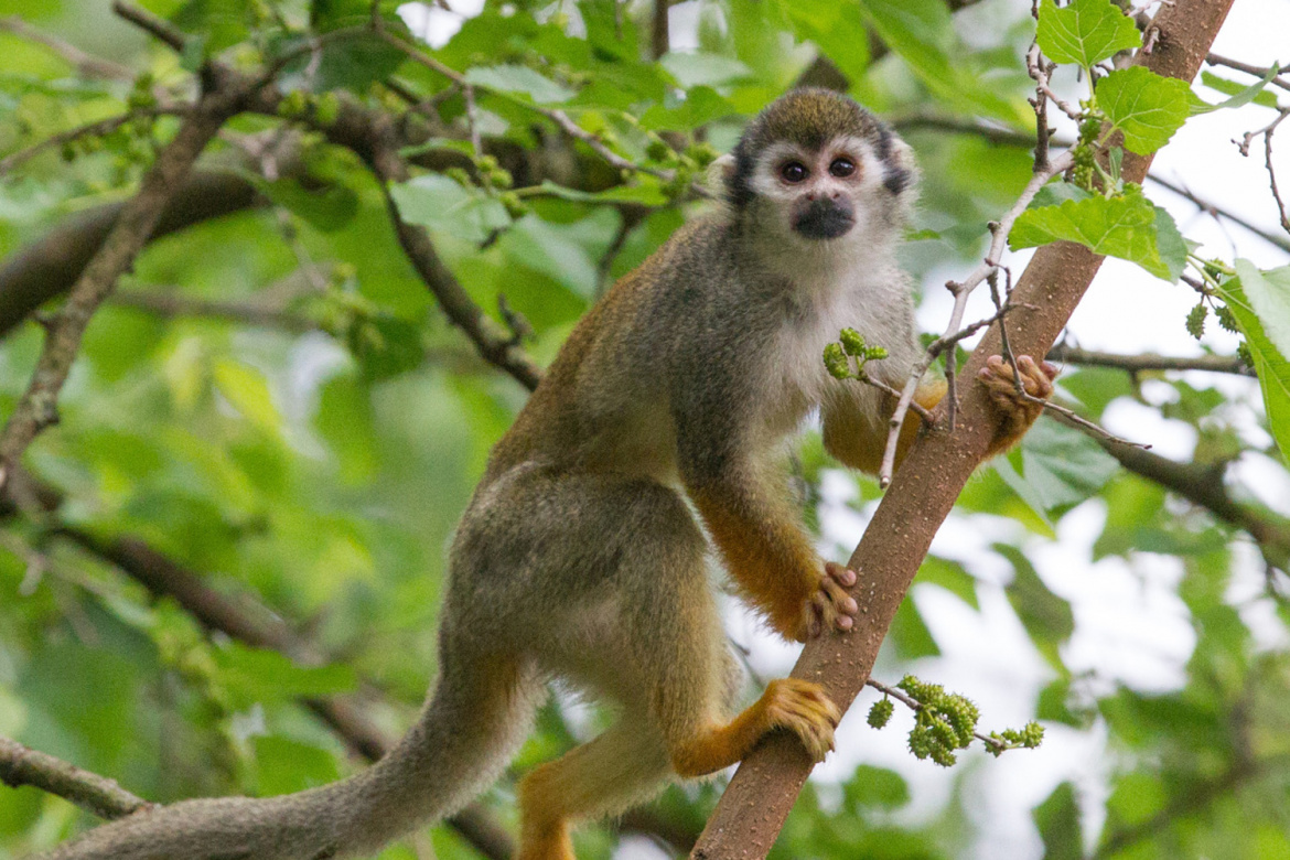 Tato roztomilá opička má nový bejvák v Zoo Praha. Těší se na vaši návštěvu