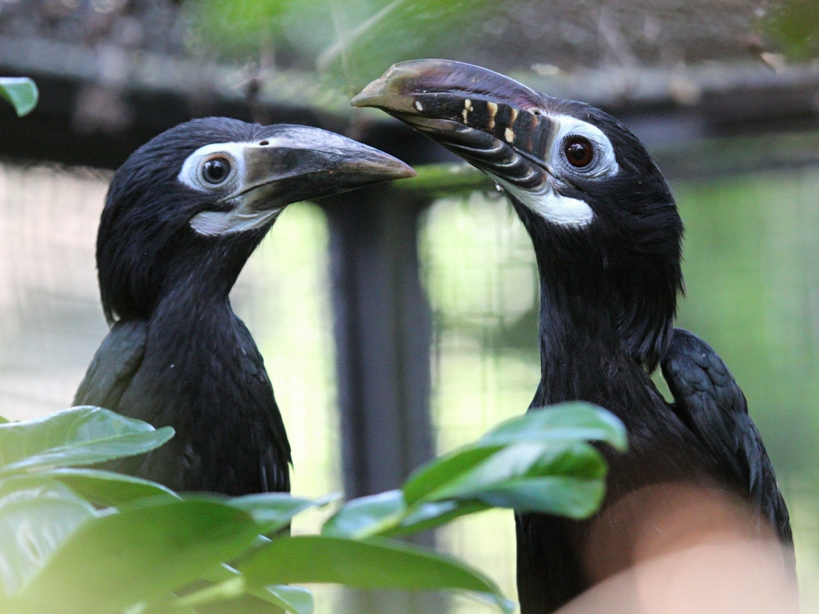 Zoo Praha opět boduje. Milovníci ptactva tam najdou nové kousky