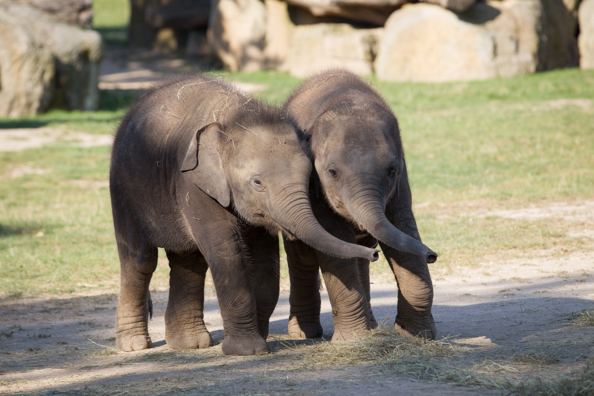 Sloní princezny v Zoo Praha rostou jako z vody. Dietu rozhodně nedrží