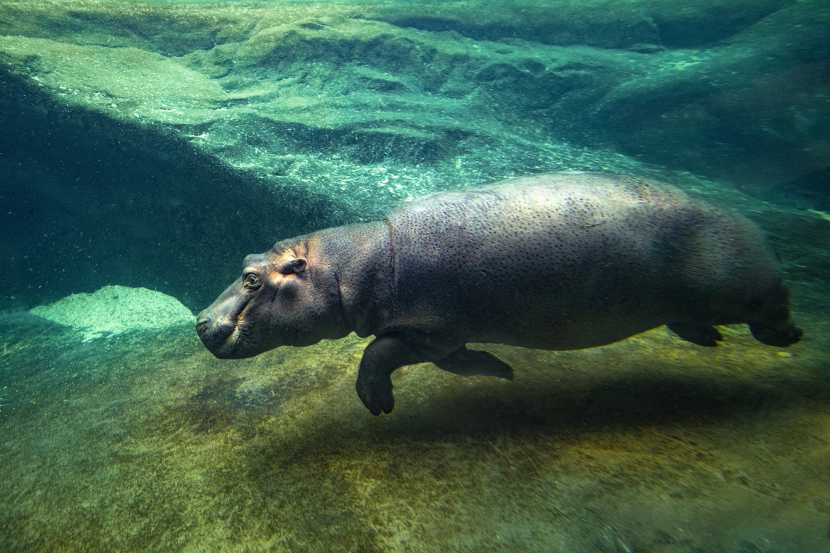 K Marušce a Fandovi přibyl tento fešák. Přivítejte ho v pražské zoo