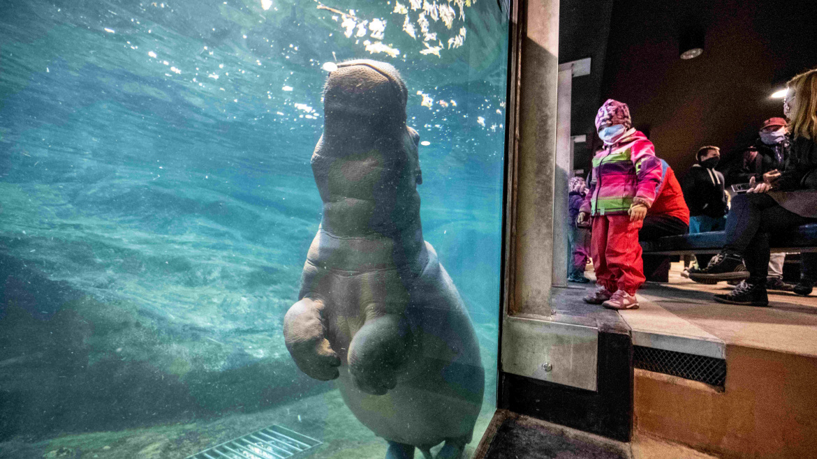 Drobeček Tchéco řádí v čisté vodě. Pavilon hrochů v pražské zoo je znovu otevřen