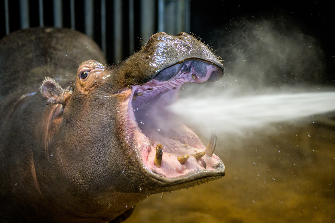Hygiena především! Hroši v Zoo Praha si na otvíračku nového domova pořádně vyčistili zuby